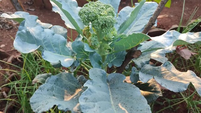 brasccia plant with flower