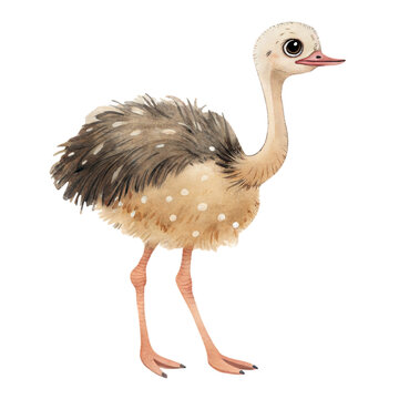 Cute watercolor illustration of a friendly baby ostrich bird character isolated