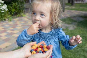 sweet little girl eagerly eats a mix of berries held out by her mother. The little one enjoys a harvest of fresh, delicious, and vibrant berries. Organic home gardening and berry growing. Vitamins © Anna