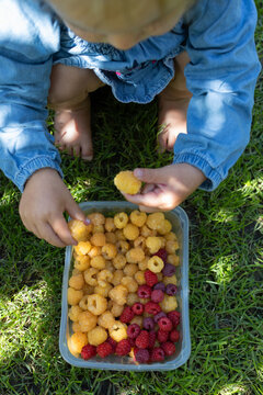 little girl on the grass examines a harvest of yellow and red raspberries with interest. A small child beside the freshly picked, delicious, and vibrant berries. Organic home gardening, berry growing