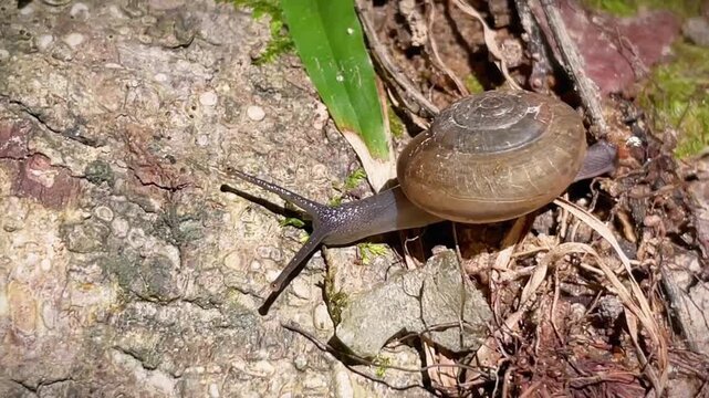 Macro photography of a small land snail with a brown shell crawling along tree bark among moss, dry plant debris and green leaves.
