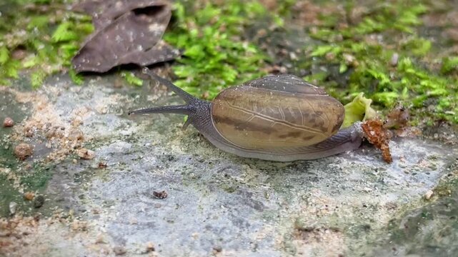 Macro photography of a small land snail with a brown shell crawling along a rocky surface among moss, leaves and natural debris.