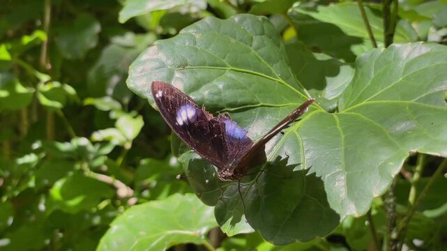 A Blue Moon butterfly or Hypolimnas bolina with its wings outstretched sits on a green leaf surrounded by dense vegetation.