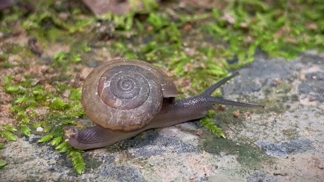 Close-up of a land snail with a brown spiral shell crawling on a rock surface covered with green moss.