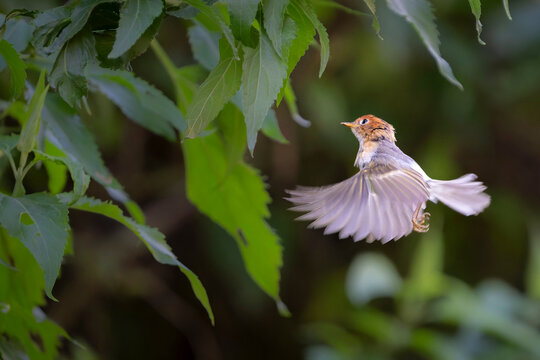 Sunda Warbler Frozen in Mid-Air Flight. A small Sunda Warbler spreads its wings in mid-flight hover while approaching dense green foliage in a tropical forest.