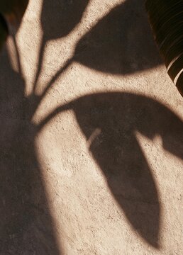 Close-up of a shadow of a palm tree on a concrete surface. the shadow is cast on the ground, creating a diagonal line that extends from the top left corner of the image to the bottom right corner.