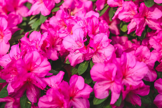 Azalea flowers blooming in a lush garden with green leaves and soft natural light
