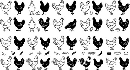 Obraz premium Chicken and rooster silhouette vector icon set featuring black solid stencils and linear illustrations of farm hens poultry eggs and nests