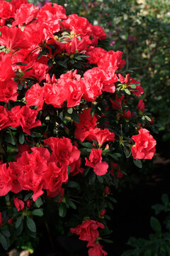 Azalea flowers bloom brightly against a natural green background in a garden setting