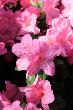 Pink azalea flowers bloom in the garden during the spring season under bright natural daylight