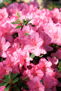 Pink azalea flowers blooming in a garden setting with green leaves in the background