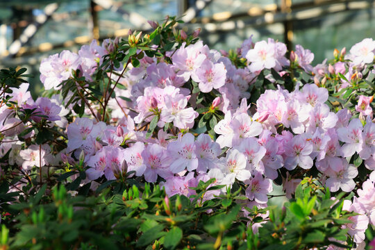 Pink azalea flowers blooming on a bush in a garden setting with green leaves in the background