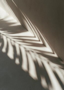 Close-up of a shadow of a palm tree on a white wall. the shadow is cast on the wall, creating a diagonal line that extends from the top left corner of the image to the bottom right corner.