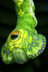Close-up of a green swallowtail caterpillar displaying defensive eyespots on its thorax. Intricate pattern mimicking a snake head against a dark background. Wildlife entomology and insect mimicry con © Romi