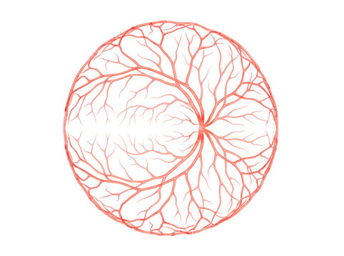 Human retinal blood vessel network radiating from optic disc glowing coral red capillaries ophthalmic science biometric eye anatomy detail on transparent background