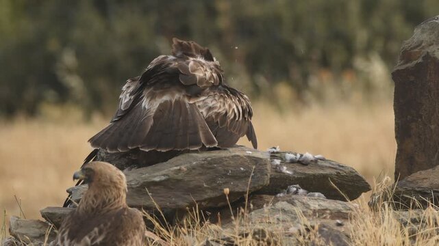 aguila calzada con presa