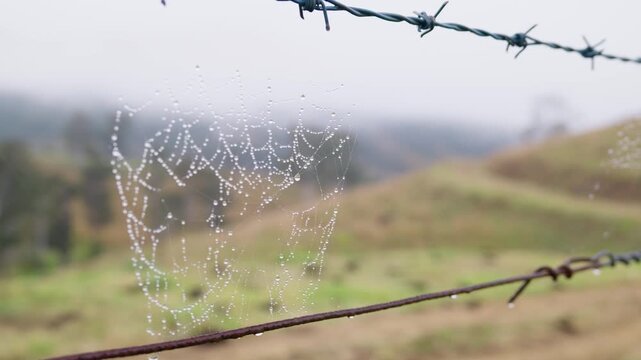 Close-up of a spider web covered in morning dew on a barbed wire fence. Delicate water droplets highlight the web against a rural landscape, capturing nature and an atmospheric morning.