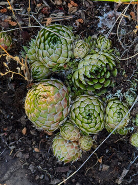 Wild succulents growing on rocks, top view. Mountain vegetation