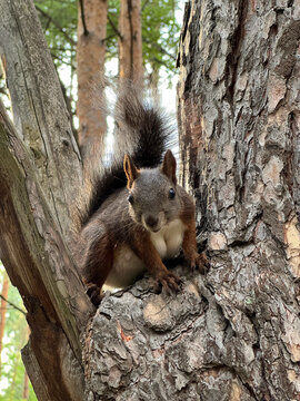 A curious brown squirrel with a fluffy tail looks at the camera while sitting on a pine tree