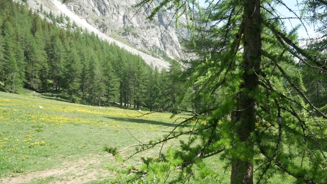 Green meadows with dandelion in the famous Ferret Valley, Courmayeur, Aosta Valley, Italy, under the famous mountain named "Grandes Jorasses". 