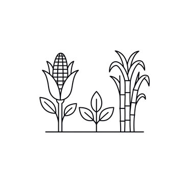 Corn Seedling and Sugarcane Plants Agriculture Line Art Illustration