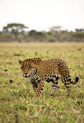 Fototapeta premium Wildlife conservation and biodiversity, jaguar walking through savanna grass in natural habitat for environmental protection and endangered species awareness