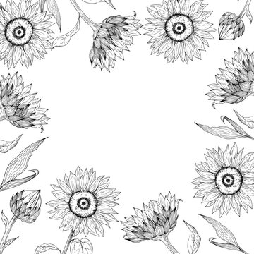 Vector sunflower frame, template, border, graphic hand drawn isolated fluffy illustration. Botanical hand drawn illustration isolated on background. Ideal for seasonal, halloween, forest, or nature