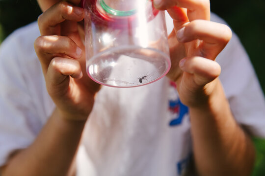 kids hands with an ant in a plastic container