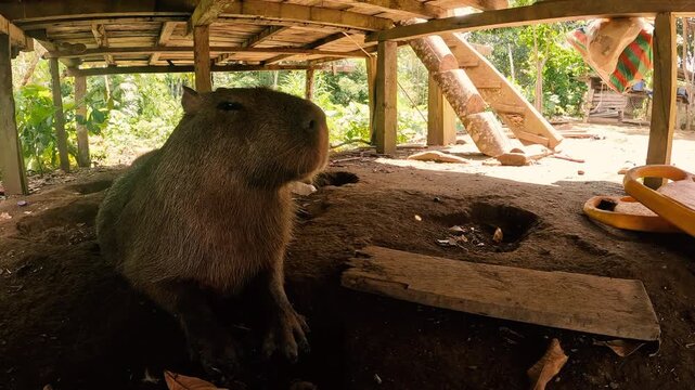 Close View of Capybara Under Wooden House in Ecuador Amazon Community, Large Tropical Rodent, Rural Jungle Wildlife and Human Settlement Scene