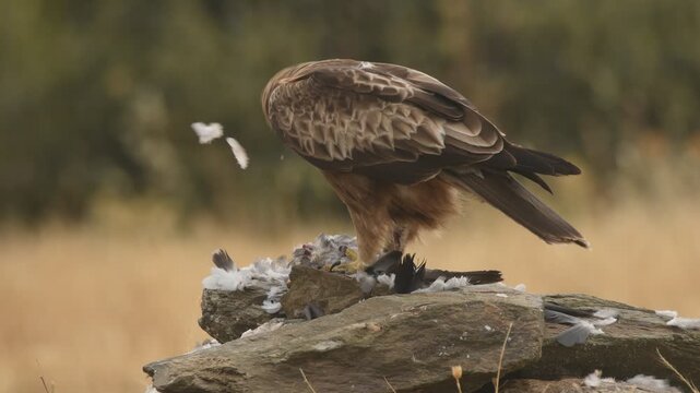 aguila calzada con presa
