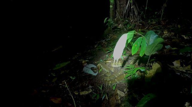 Night Rainforest Walk in Ecuador with Flashlight Beam on Forest Floor, Dense Tropical Plants, Leaf Litter and Nocturnal Jungle Exploration Scene