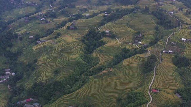 Aerial view of golden rice terraces in Muong Hoa Valley, Ta Van Commune, Lao Cai, Vietnam, showcasing the spectacular harvest-season landscape of the Hoang Lien mountains.