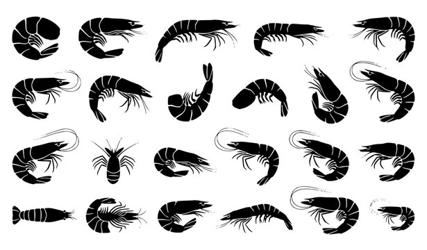 Fresh shrimp and prawn silhouette vector set, black marine wildlife crustacean collection