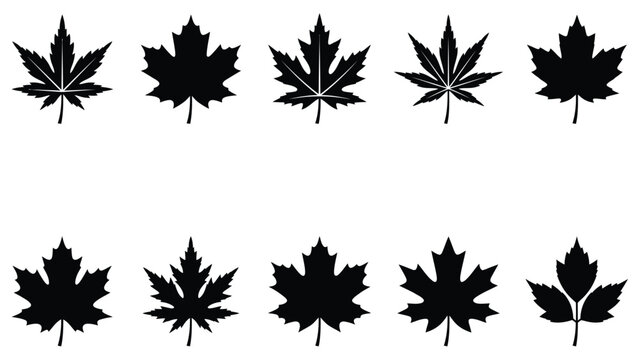 Black and white vector illustration of various maple leaf shapes for autumn designs