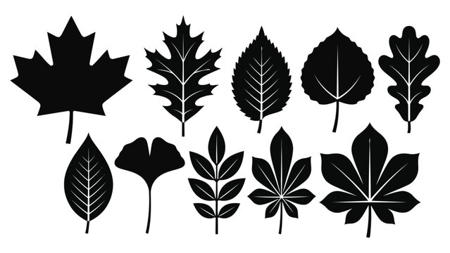 Collection of black leaf silhouettes isolated on white background for natural and autumn designs
