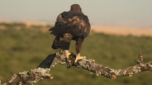 aguila real en su posadero