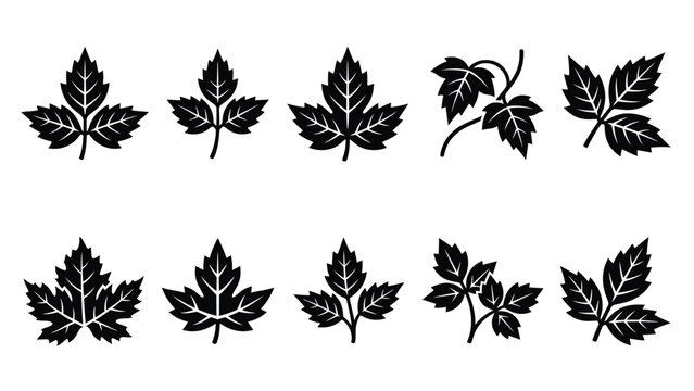 Collection of black maple and ivy leaf silhouettes isolated on white background for nature themes