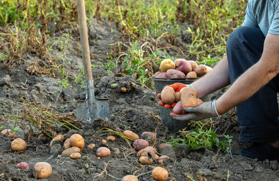 A person picks potatoes from the ground and places them into a container. The field has many scattered potatoes and tools nearby. It is a bright afternoon