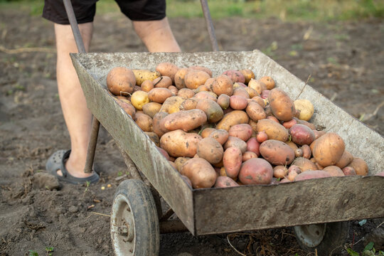 A gardener is pushing a wheelbarrow filled with a large amount of potatoes across a dirt field. The sun is out and it is afternoon. The person wears shorts and comfortable shoes