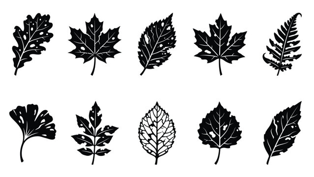 Black and white bitten leaves vector set for nature, autumn, or organic designs
