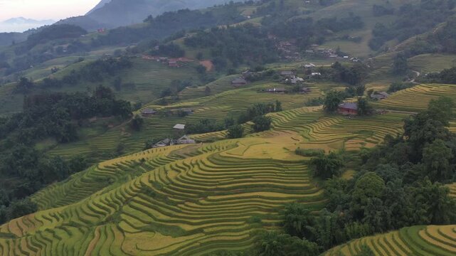 Aerial view of golden rice terraces in Muong Hoa Valley, Ta Van Commune, Lao Cai, Vietnam, showcasing the spectacular harvest-season landscape of the Hoang Lien mountains.
