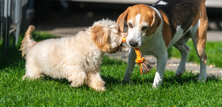 Beagle and Maltipoo Puppy Playing Tug of War on Green Grass