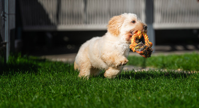 Maltipoo Puppy Playing Tug of War on Green Lawn