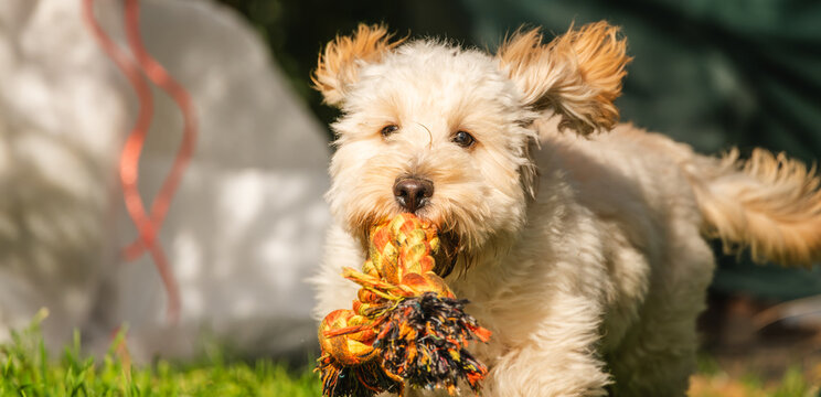 Fluffy Cream Maltipoo Puppy Running Outdoors with Rope Toy