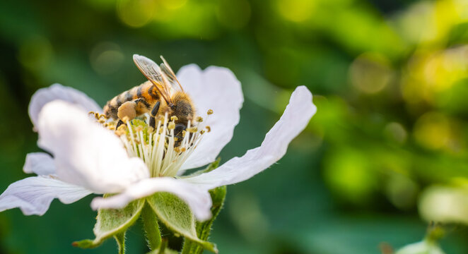 Honey Bee with Full Pollen Basket on White Blackberry Blossom