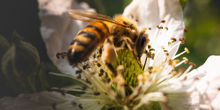 Macro Close Up of Honey Bee Pollinating White Flower