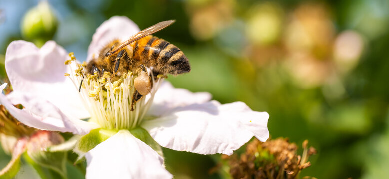Side View Macro of Honey Bee on White Blackberry Flower