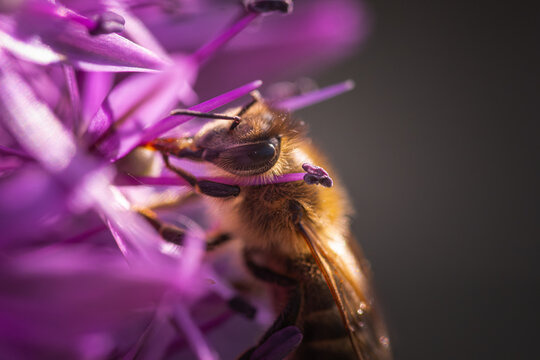 Extreme Macro Portrait of Honey Bee Eye on Purple Allium
