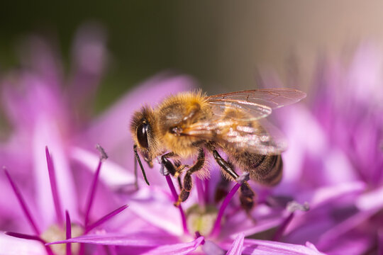 Honey Bee Pollinating Purple Flower Side View Macro