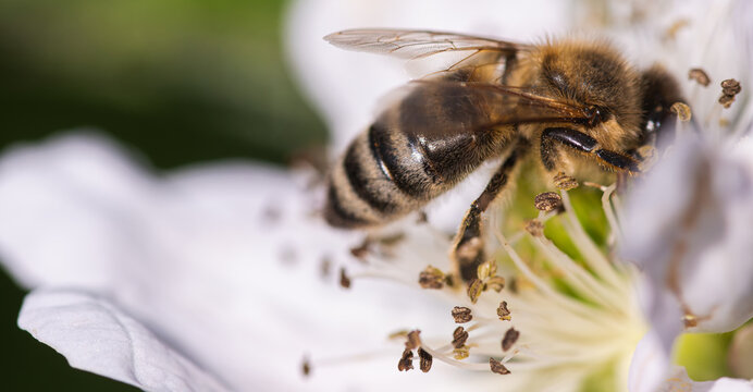 Honey Bee Foraging on White Flower Macro Shot